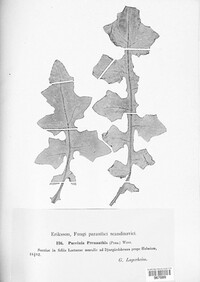 Puccinia maculosa image